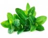 Mięta 3 kg - EQUIHERBS 
